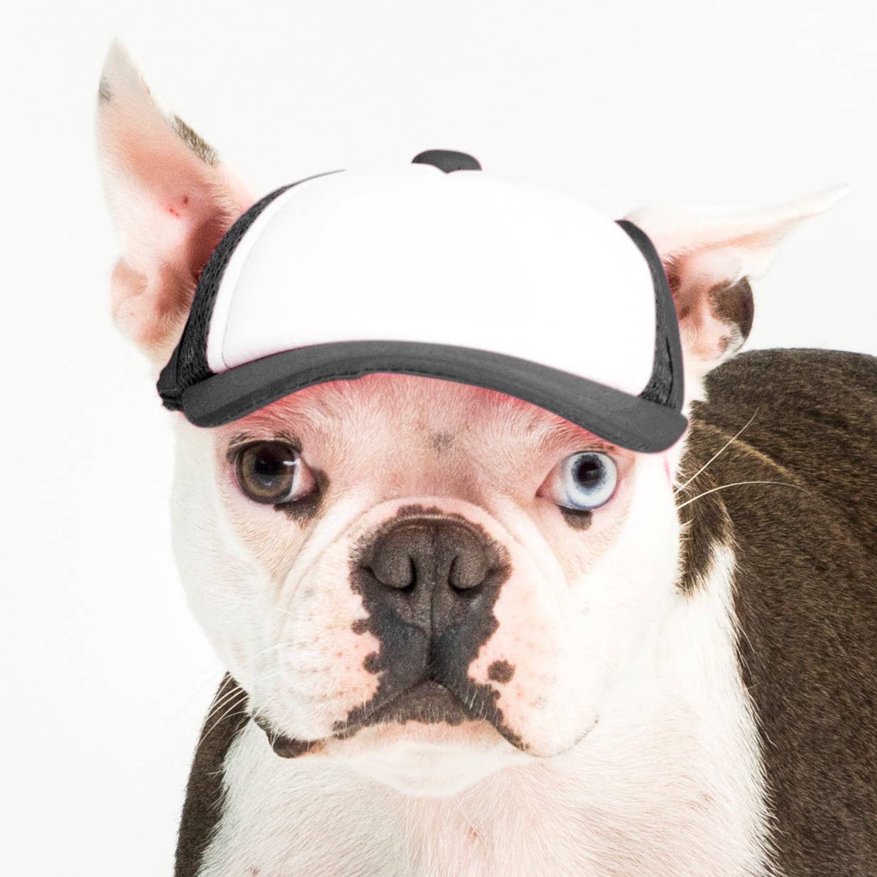 PupLid – wholesale Hatt - Hund – Blank Foam truckerkeps för hundar8