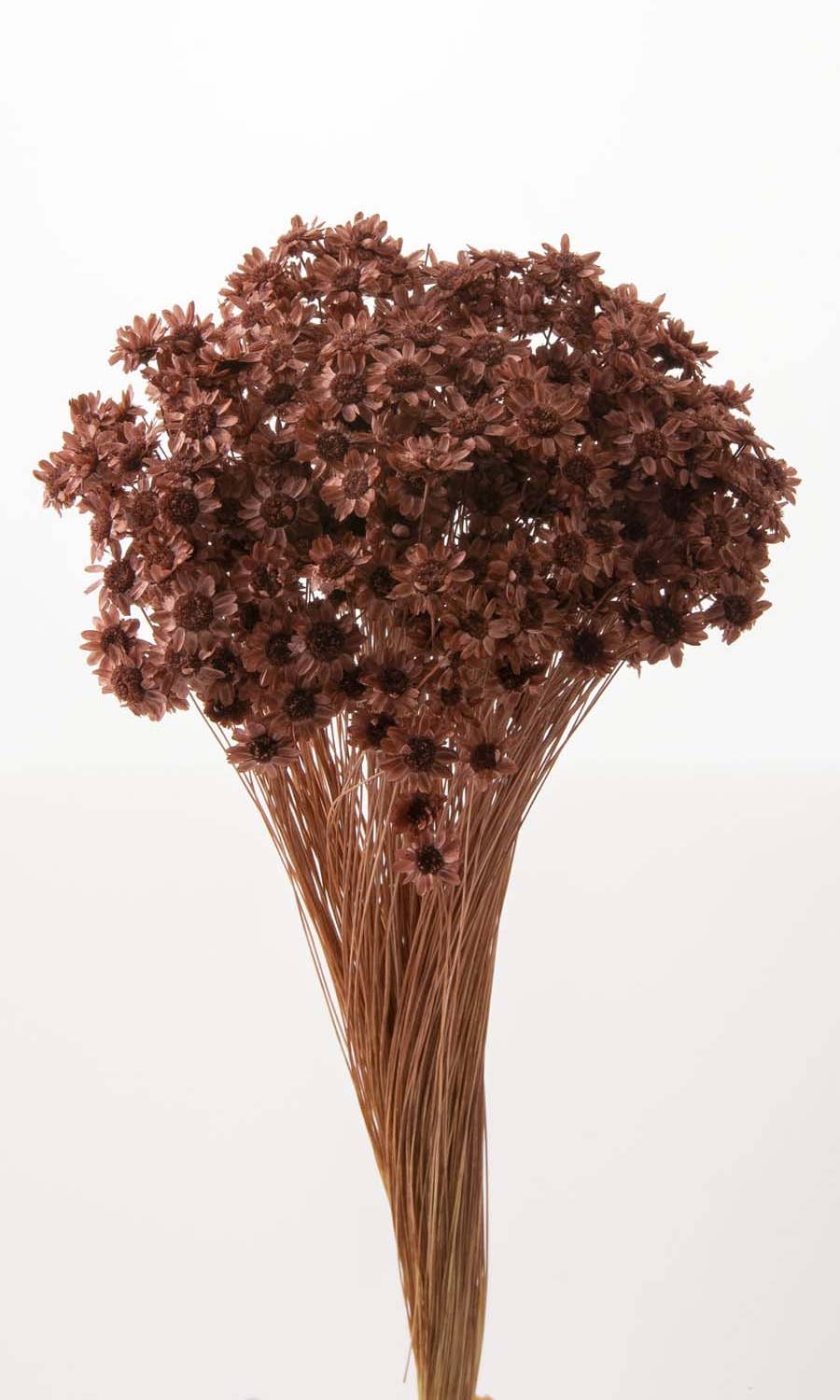 2626 Designs - Wholesale Dried/Pressed Flowers - Dried Preserved Star Flower Blossom Bouquet1