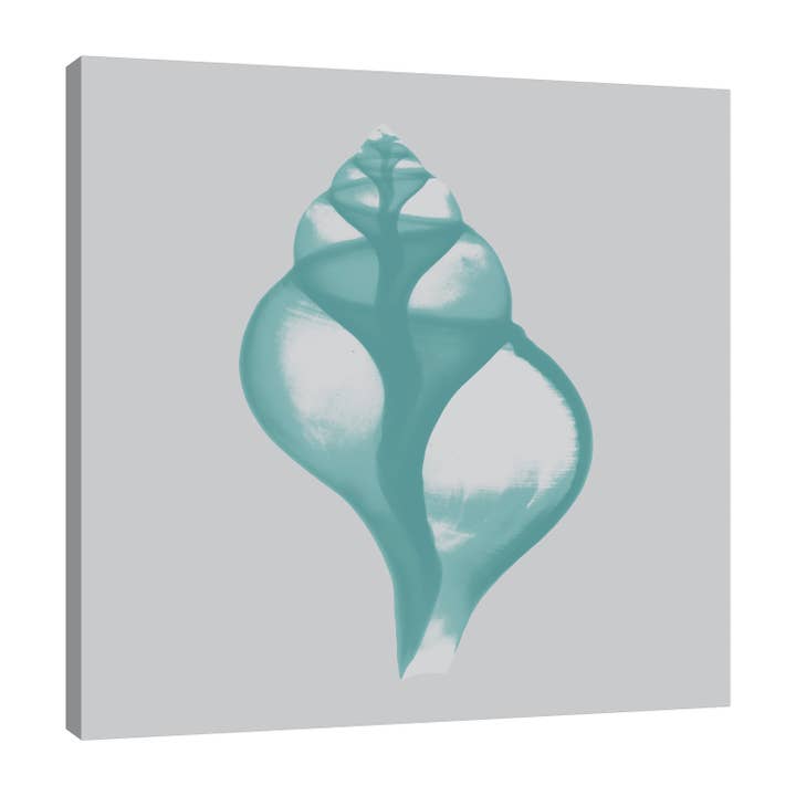 Aquifer Tulip Shell Gallery Wrapped Canvas for wholesale by Jaxson Rea