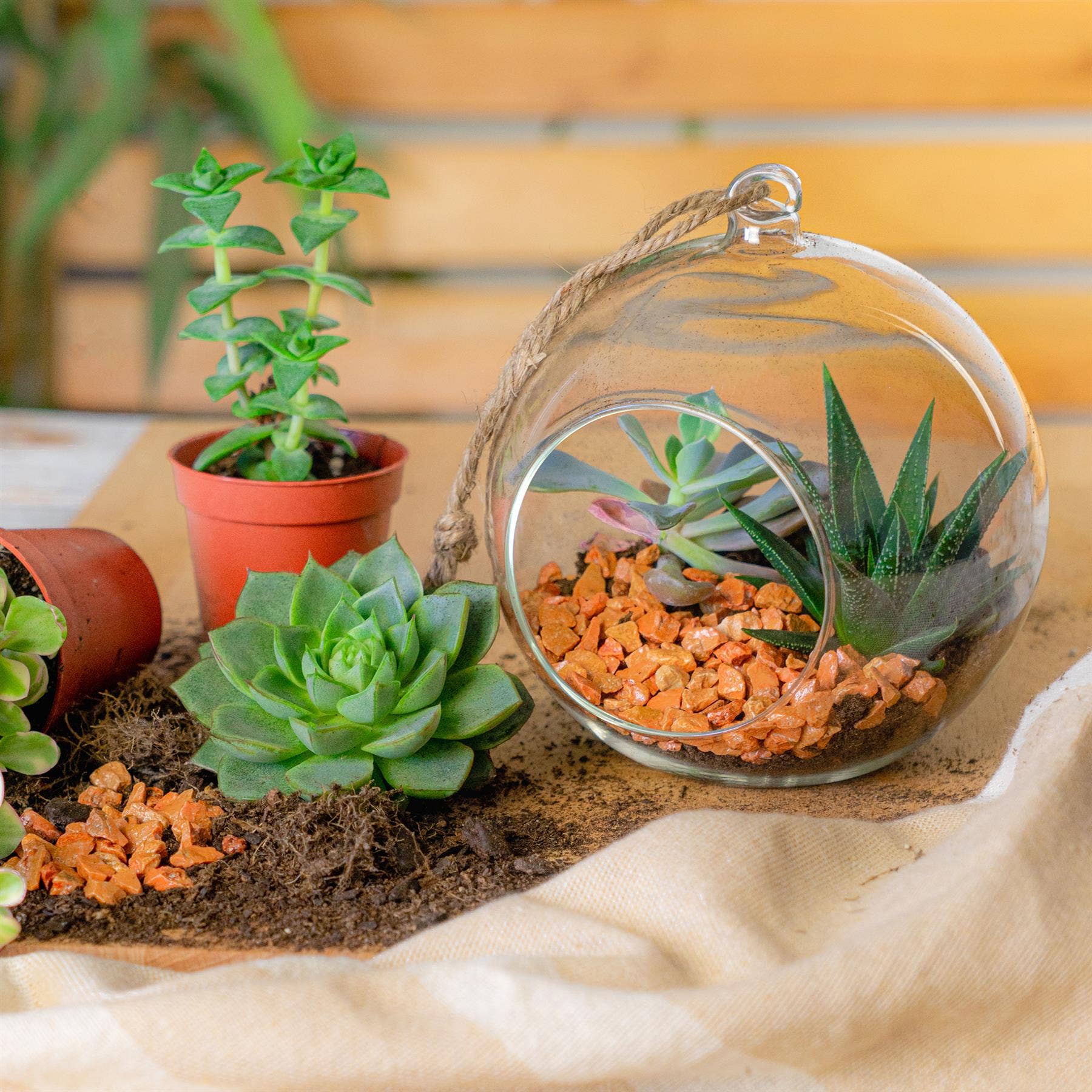 Rinkit Ltd - Vente Terrariums - Terrarium d'intérieur Nicola Spring avec corde vintage suspendue 12 cm1