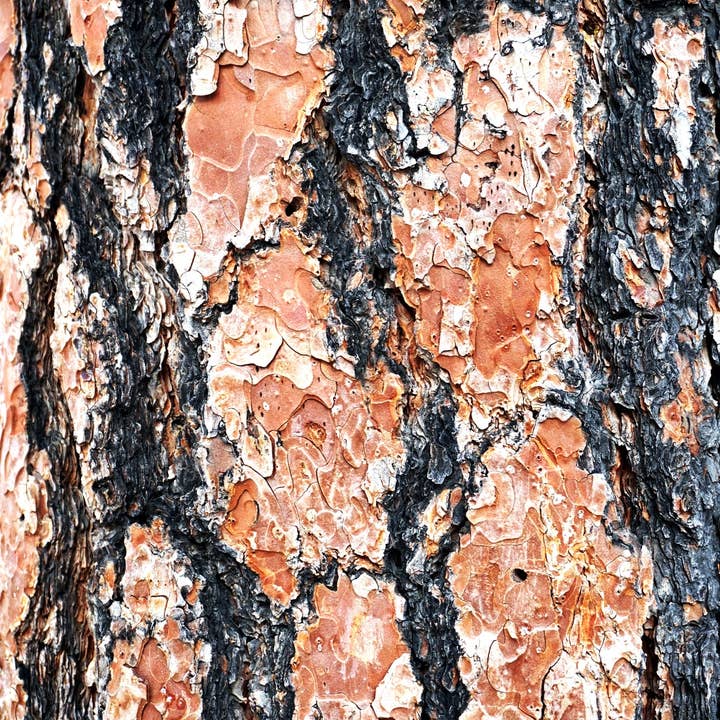 Ponderosa Pine for wholesale by Ann Woodall Studios