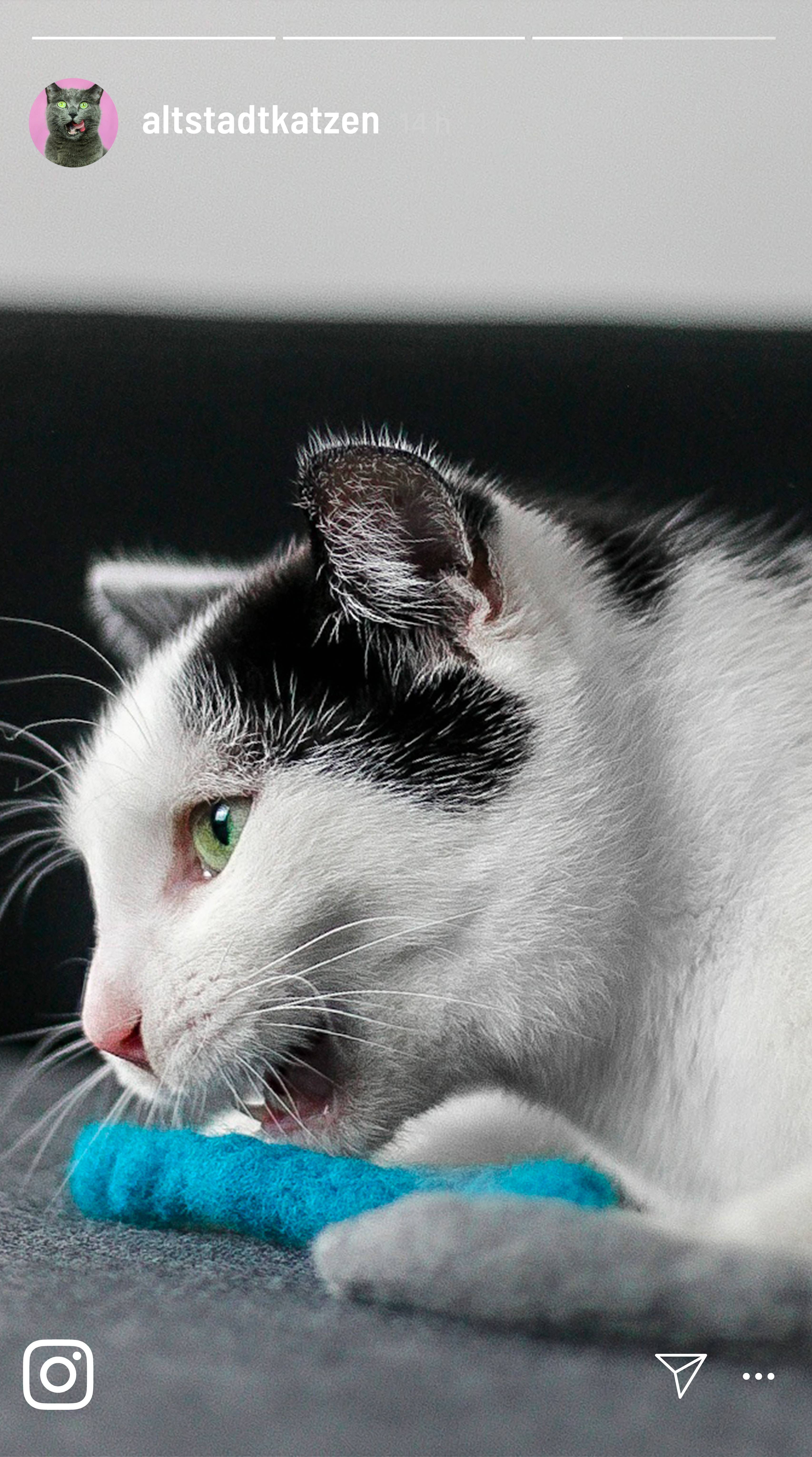 Kater Kasimir - Wholesale Pet Toy - Cat - Cat toy made of virgin wool: worms and mint pillows2