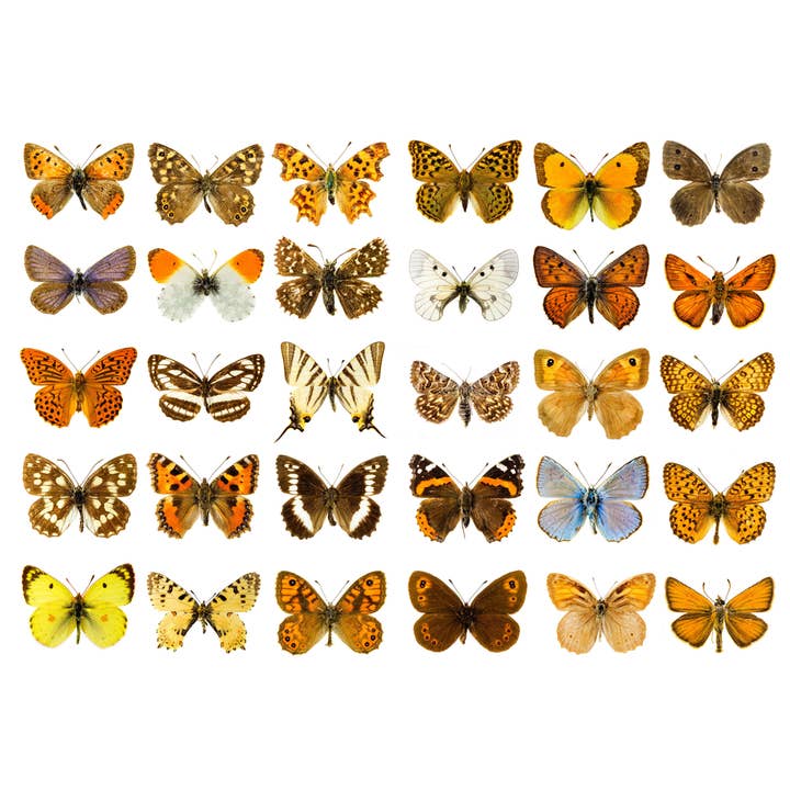 Beautiful Butterfly Collection Set Moth Monarch Insect Photo Print Poster for wholesale by Gotham Gifts