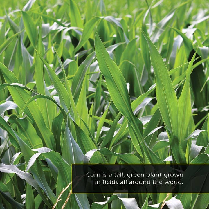 My Incredible World - Vendita all'ingrosso Libro per lettori principianti (6-8) - Mais! Un incredibile libro illustrato per bambini sul mio mondo1