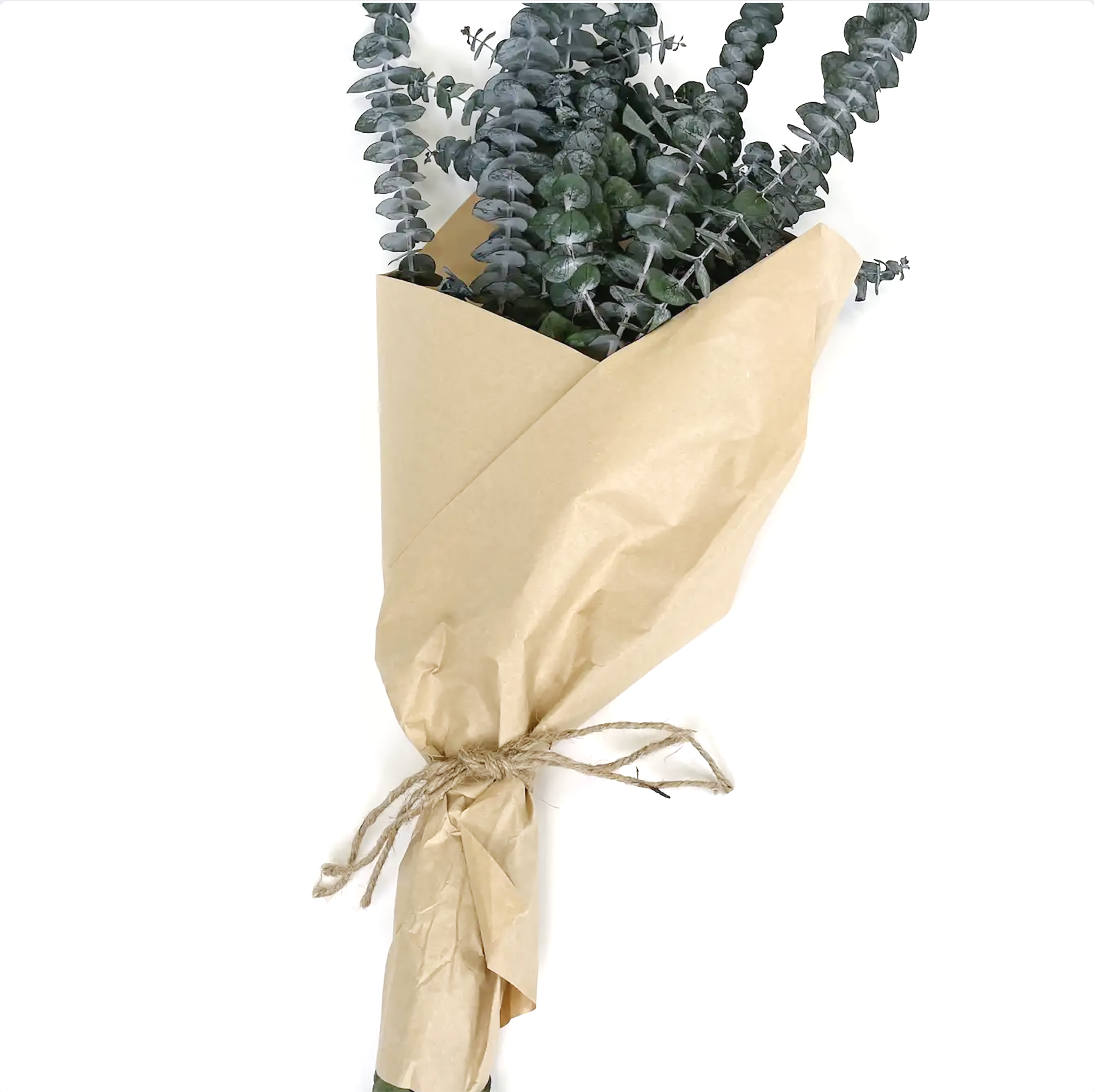 Andaluca - Wholesale Dried/Pressed Flowers - 8 oz Preserved Baby Eucalyptus Bundle1