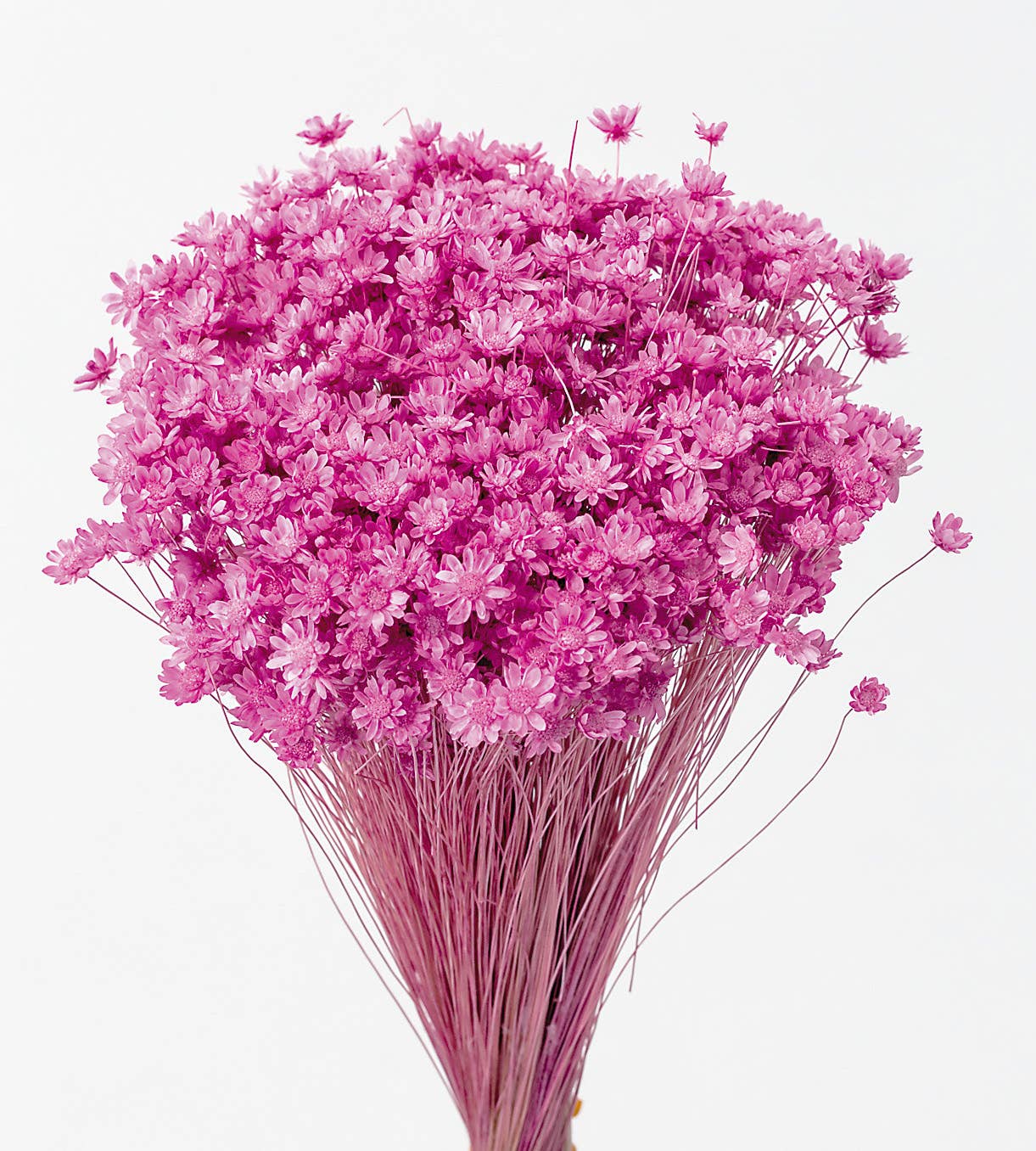 2626 Designs - Wholesale Dried/Pressed Flowers - Dried Preserved Star Flower Mini | Realistic & Lasting Decor6