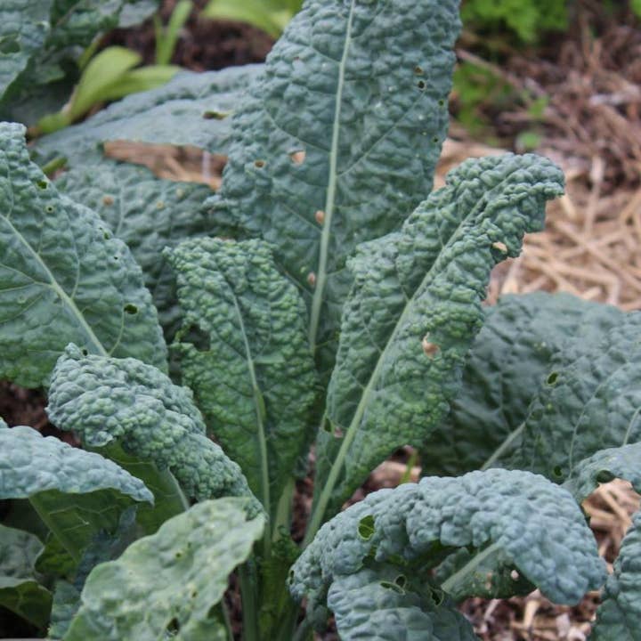 Kale Seeds - Lacinato, ORGANIC for wholesale by Sow True Seed