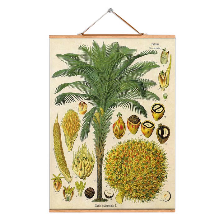 Scroll picture illustration # 022/Palm/Elaeis guineensis for wholesale by Eicie