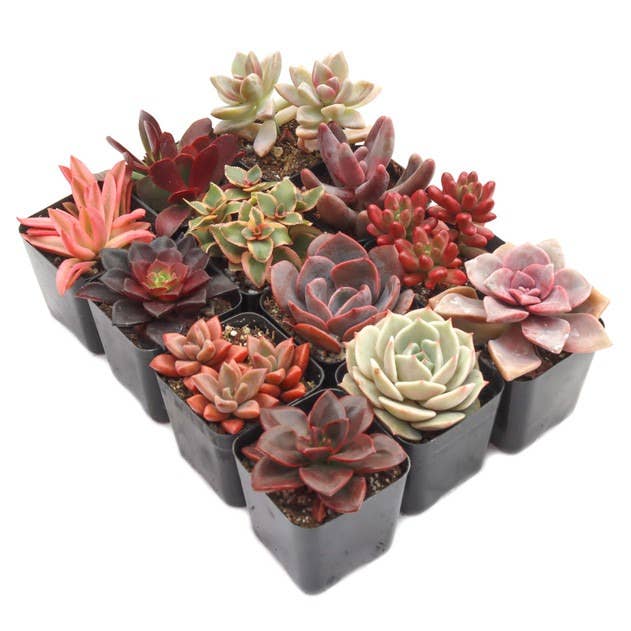 Sweetheart Succulents Pack, 12 Varieties 1 of Each for wholesale on Faire