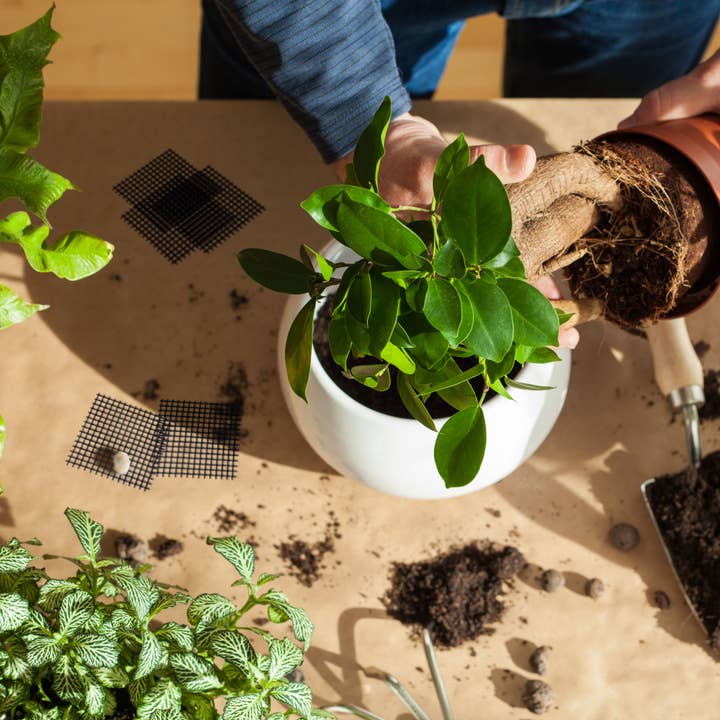 Vendix GmbH - Wholesale Garden Tool - HappySeed set of 10 bonsai plastic cover nets, black6