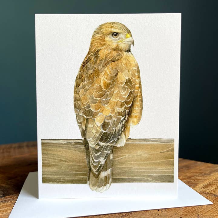 Amy Shawley Paquette - Wholesale Stationery/Notecard Set - Red-shouldered Hawk - Blank Note Card