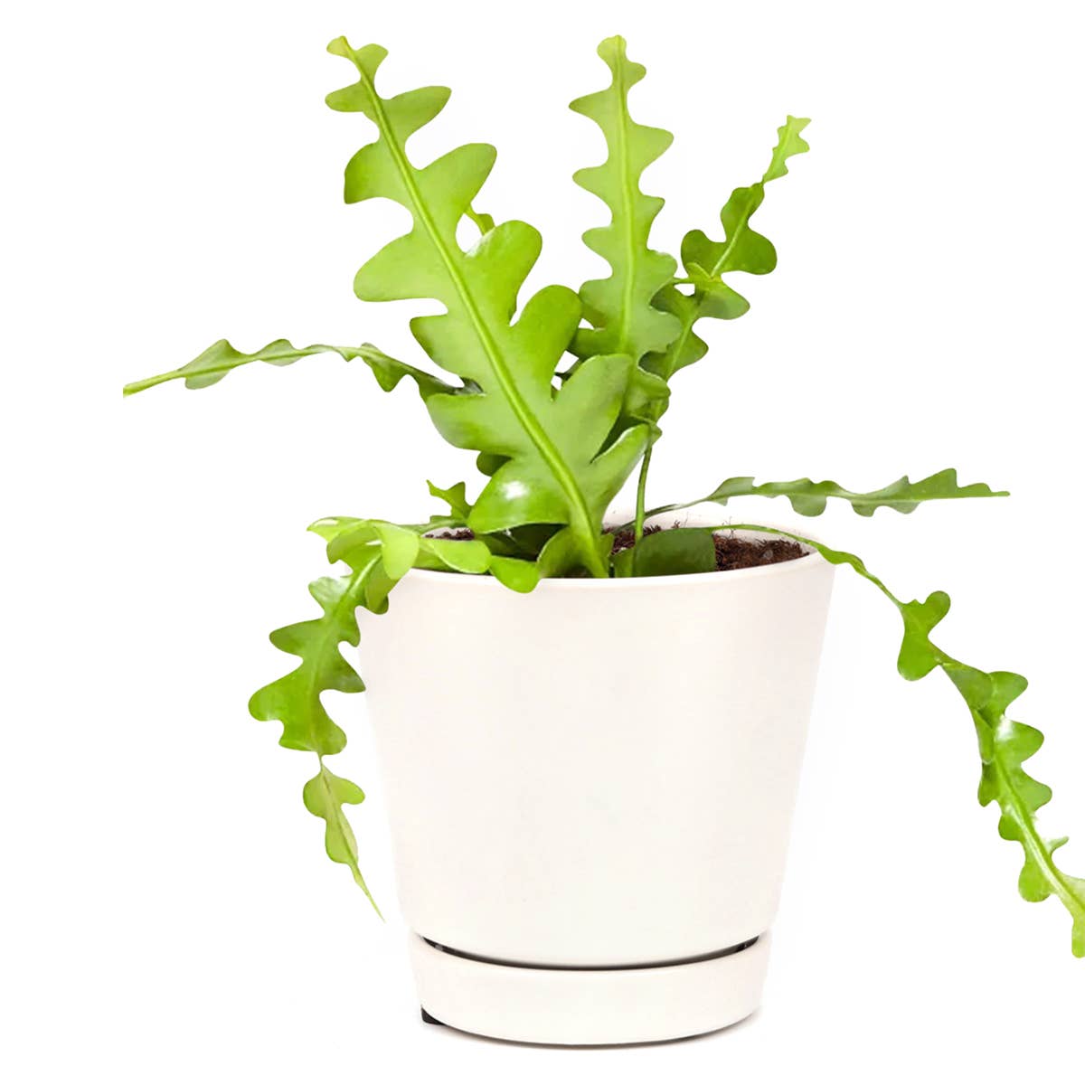 Best Plant Friend - Wholesale Live Plant - Epiphyllum Fishbone Cactus - Ric Rac Cactus -  2/4/6 inch3