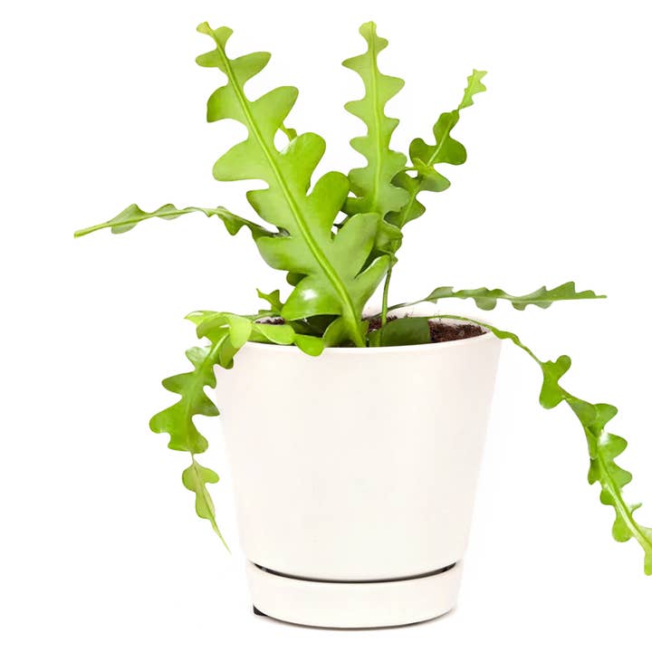 Best Plant Friend - Wholesale Live Plant - Epiphyllum Fishbone Cactus - Ric Rac Cactus - 2/4/6 inch3