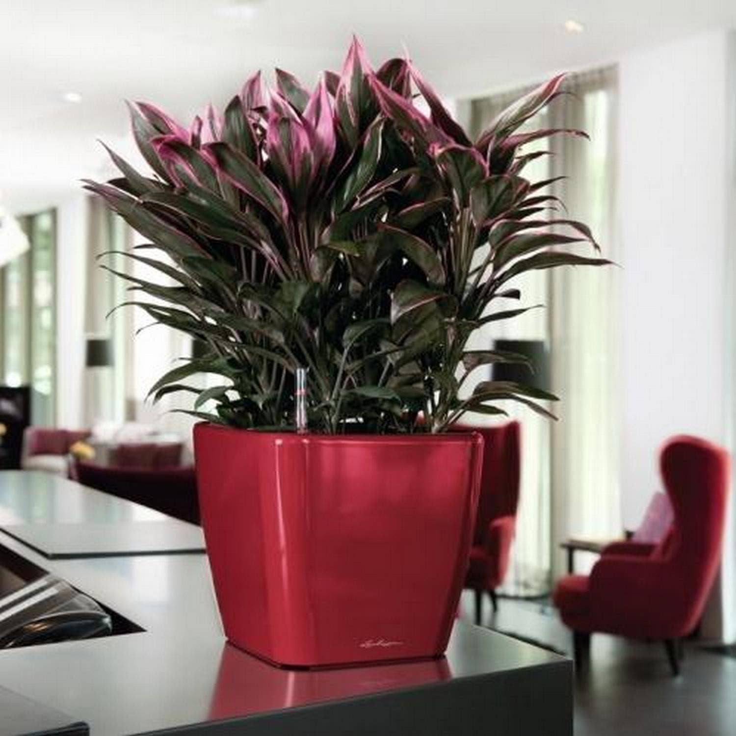 Lechuza Self Watering Planters - Vendita all'ingrosso Vasi per piante - Fioriera quadrata LECHUZA QUADRO LS Poly Resin15