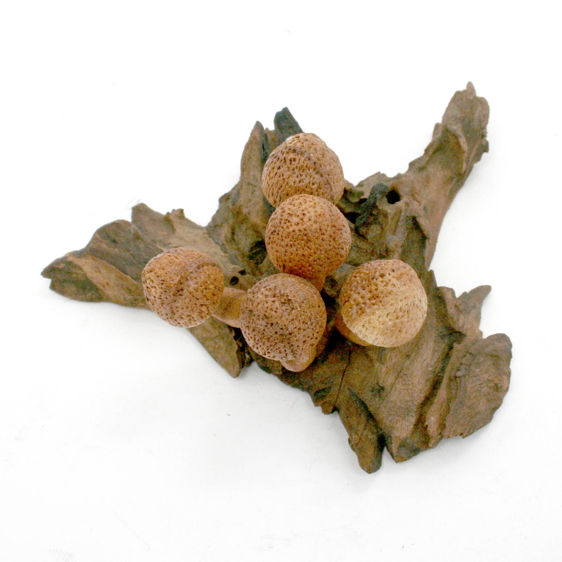 Modern Eastern by Contrast Inc. - Wholesale Decorative Tabletop Object - (5) Wood Dot Mushrooms on Driftwood3