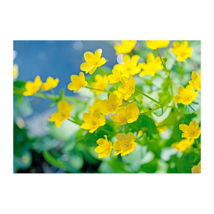 Postcard "Marsh Marigold" for wholesale by paruspaper. nutzfeine papeterie