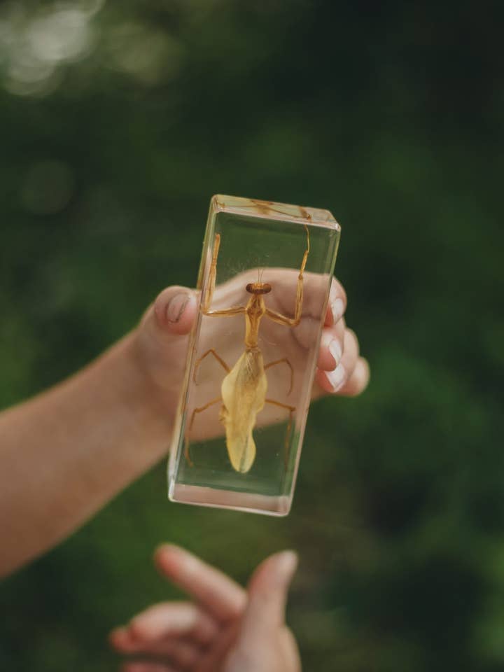 Praying Mantis Specimen for wholesale by Our Earth Life