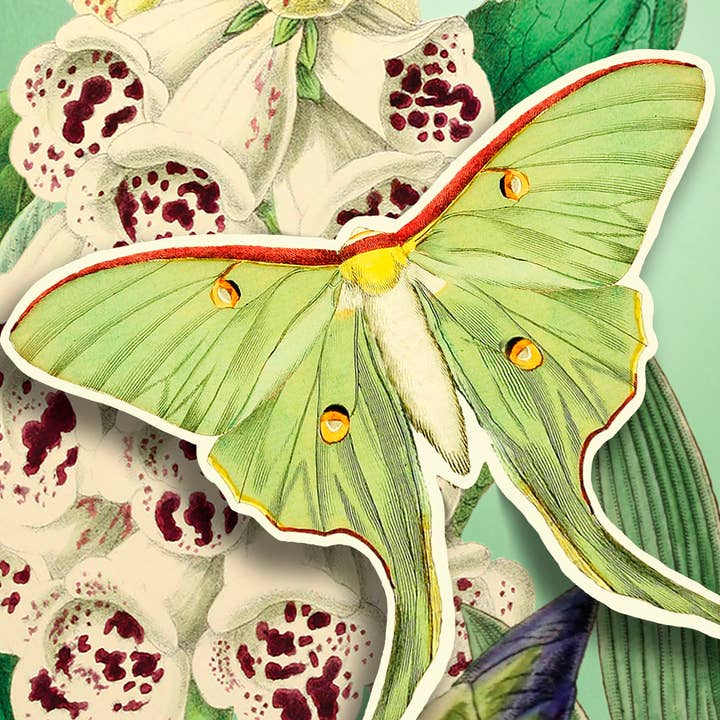 Madame Treacle - Wholesale Everyday Greeting Card - PU003P ~ Pop Up Greeting Card With Butterfly 1