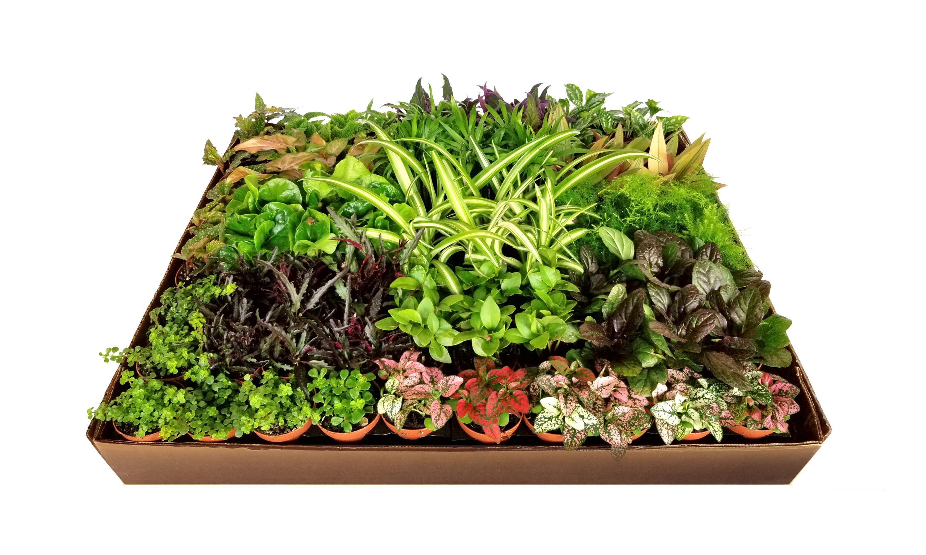 The Old Yew Plant Shop - Wholesale Live Plant - 2" Colorful Foliage Live Plant Mix