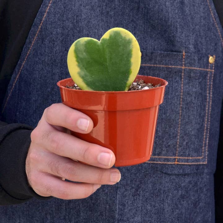 House Plant Wholesale WEST - Wholesale Live Plant - Hoya Sweetheart Variegated