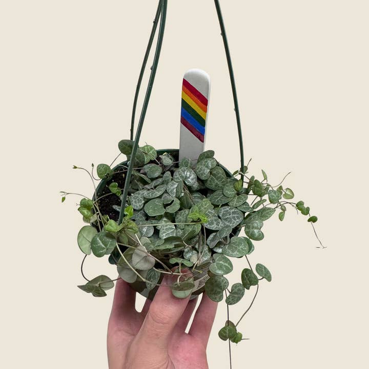 5" String of Hearts (Hanging Basket) for wholesale by The Greenhouse Wholesale