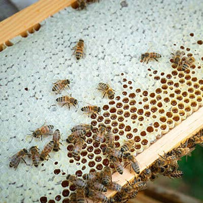 Zayti L.T.D.M - Wholesale Honey - HONEYCOMB *100% NATURAL 100% ADDITIVE-FREE +- 420G2