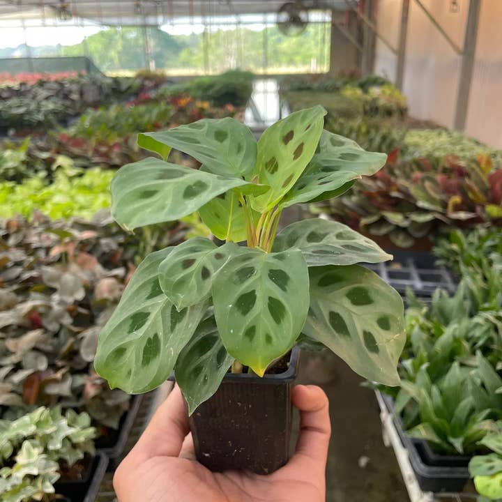 Maranta Leuconeura Kerchoveana and other Purchase Wholesale maranta. Free Returns & Net 60 Terms on Faire trending on Faire.