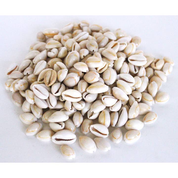 Annulus Cooked Cowrie Seashells - 1 KG Bulk Cypraea Annulus for wholesale by California Seashell Company