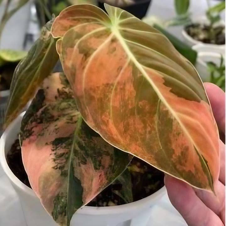 Philodendron melanochrysum variegated TC Plantlet | Rare Houseplant and other Purchase Wholesale elektronik. Free Returns & Net 60 Terms on Faire trending on Faire.