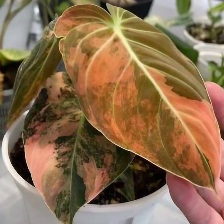 Philodendron melanochrysum variegated TC Plantlet | Rare Houseplant for wholesale by OrchidBox