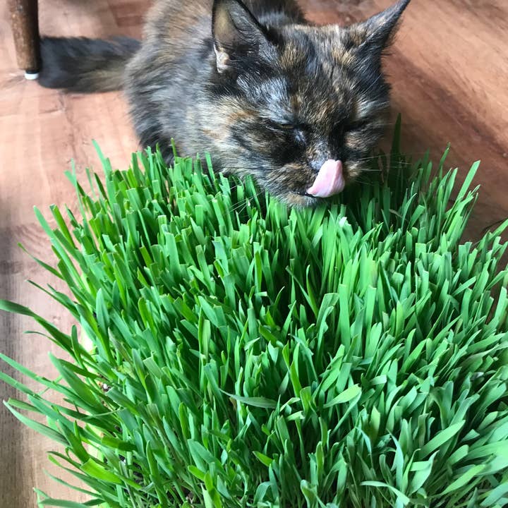 Mom’s Indoor Cat - Wholesale Catnip - 10” x10” Cat Grass Garden Tray/ organic seed4