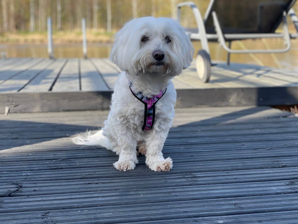 FINNERO – Arnês – Cão por atacado – FINNERO CAMOCOLOR peitoral Y ajustável para cães, 3 cores6