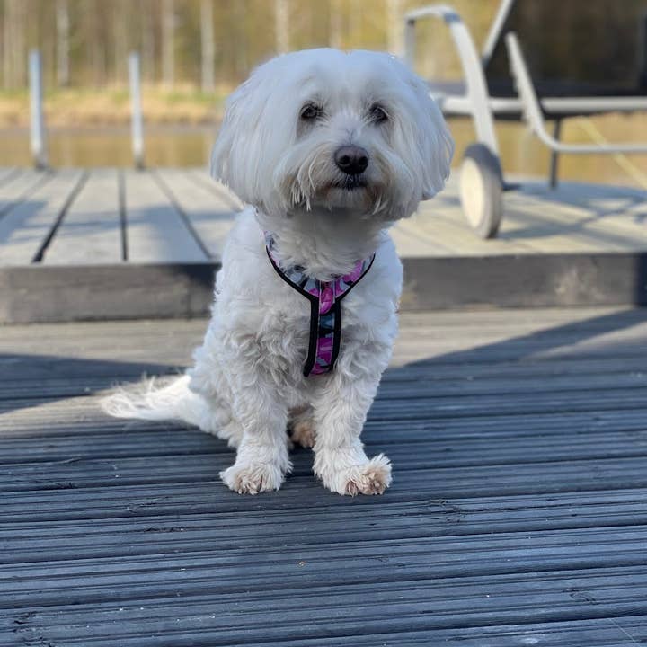 FINNERO – Arnês – Cão por atacado – FINNERO CAMOCOLOR peitoral Y ajustável para cães, 3 cores6