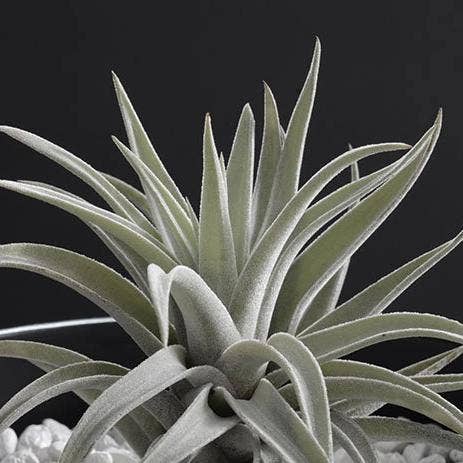 The Artizan Way - Wholesale Live Plant - Tillandsia Harrisii | Live Air Plant8