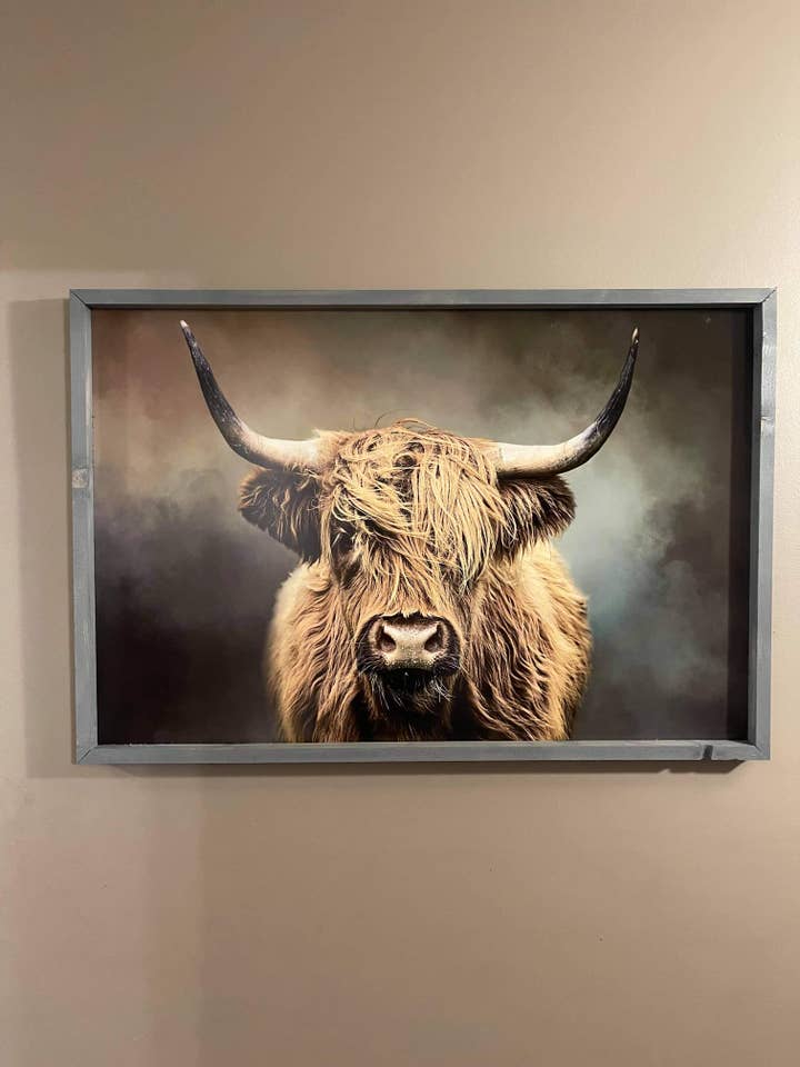 Vache polychrome des Highlands pour la vente par Bauer Co.