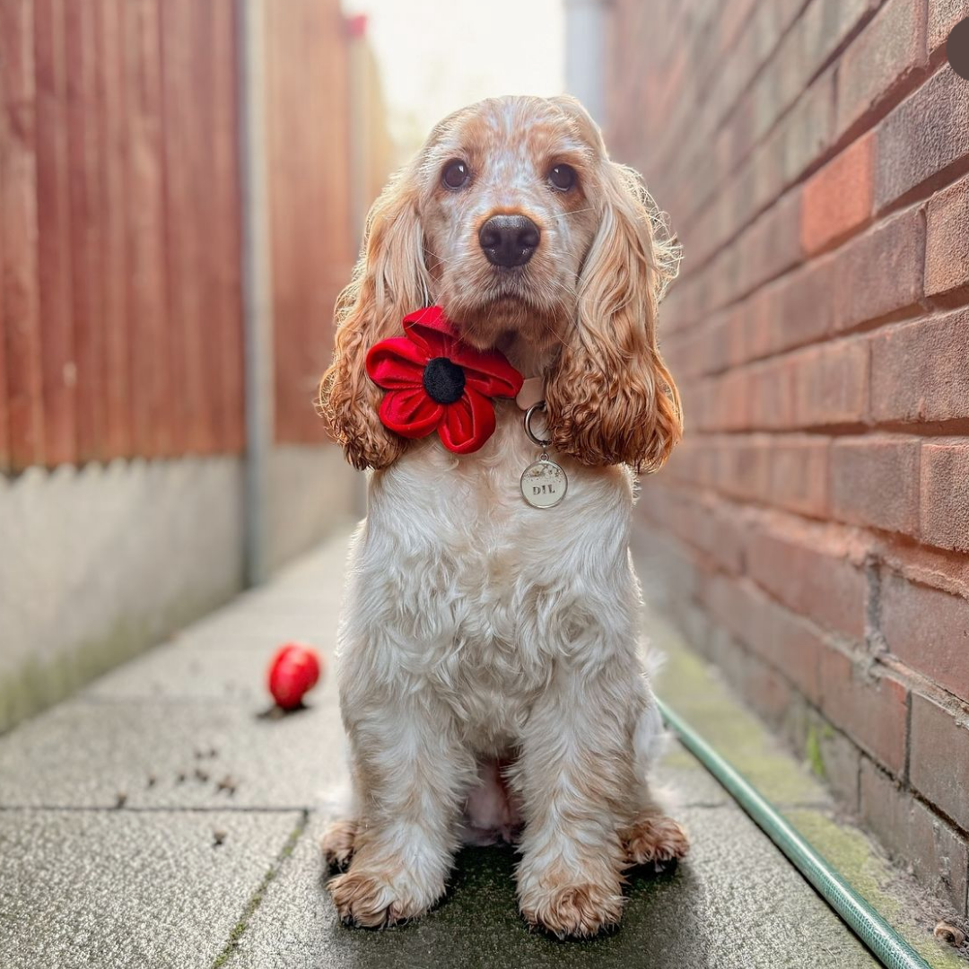 Cocopup London – wholesale Pet collar – Dog – Poppy Collar Flower18