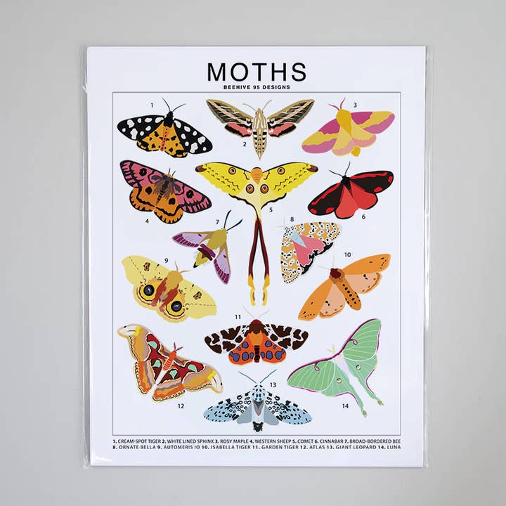 Moths Species ID Chart - Insects Fauna Art Print for wholesale by Beehive 95 Designs