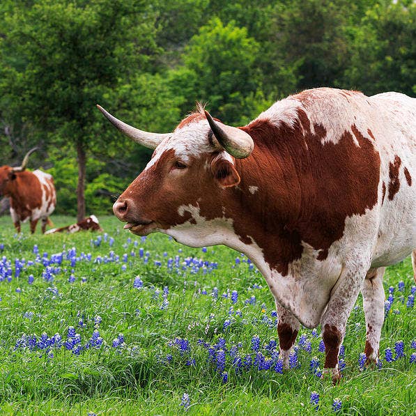 Flowers Metallic Fine Art Print FLO7 for wholesale by Breaking Rules Photography