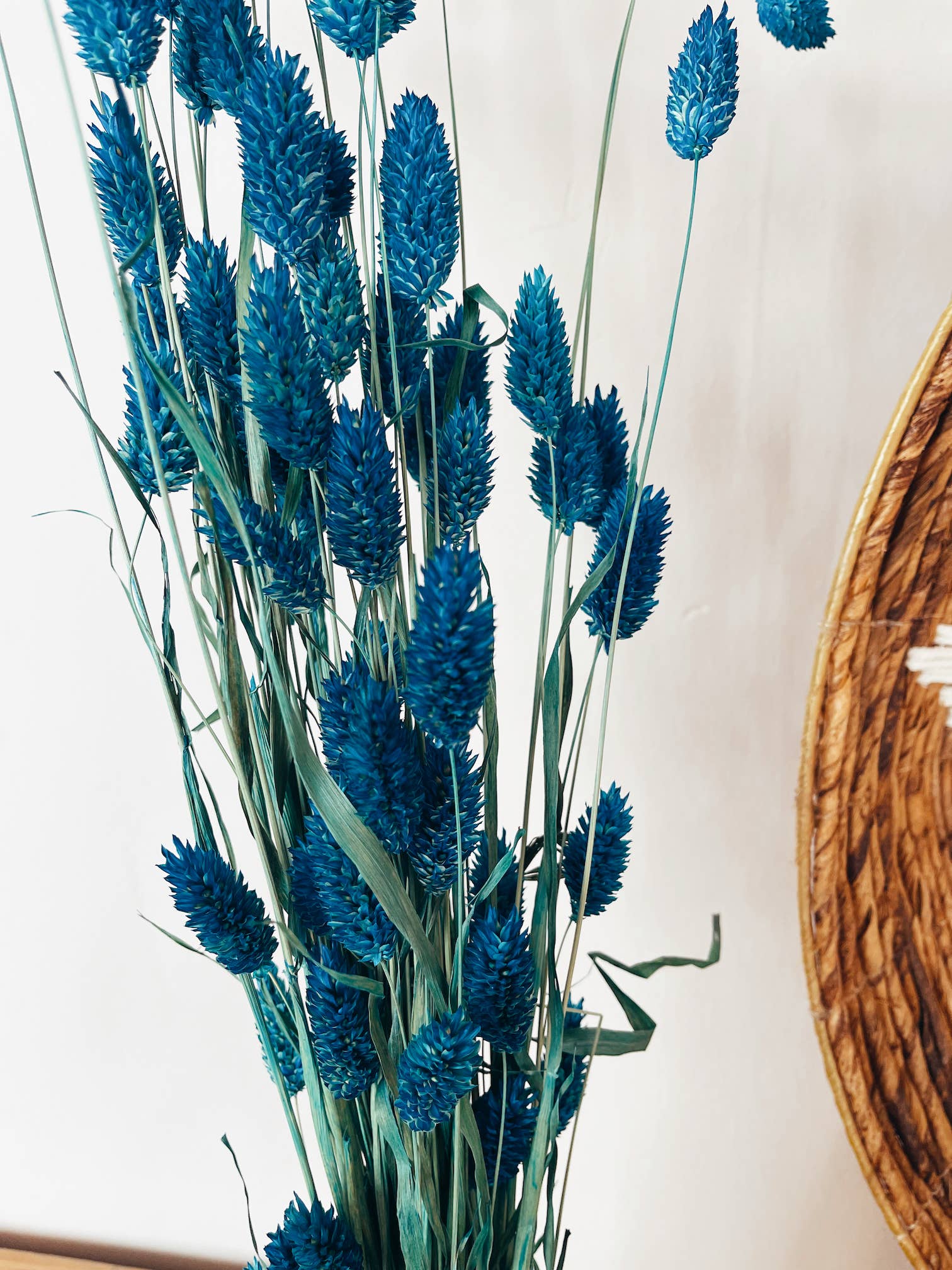 Uma Cantik - Wholesale Dried/Pressed Flowers - Phalaris Blue Dried Flowers1