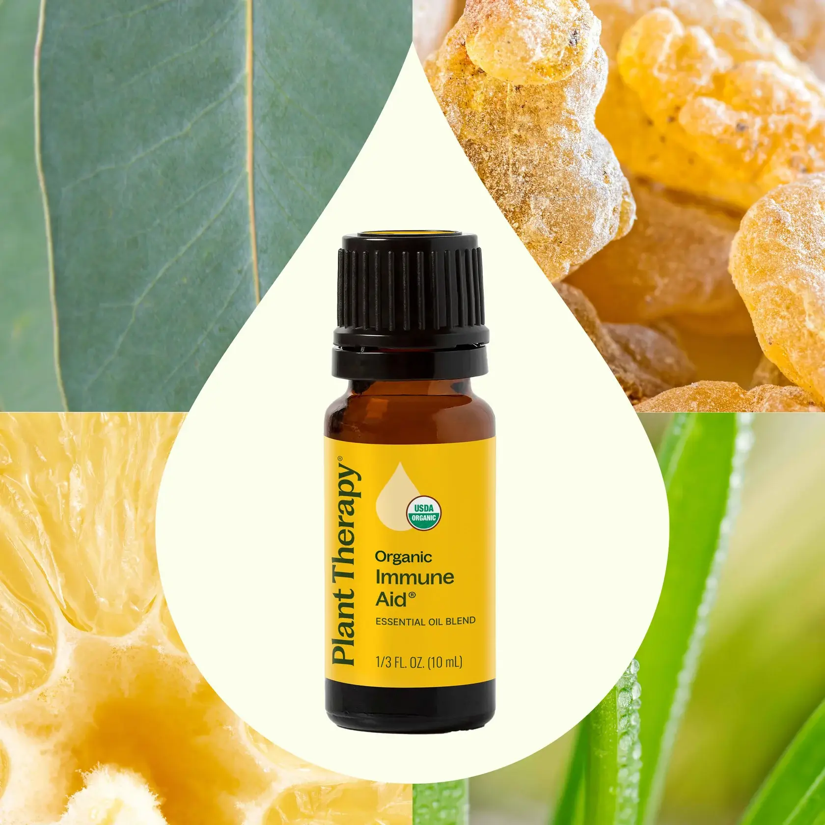 Plant Therapy - Wholesale Essential Oil - Organic Immune Aid Essential Oil Blend 10 mL2