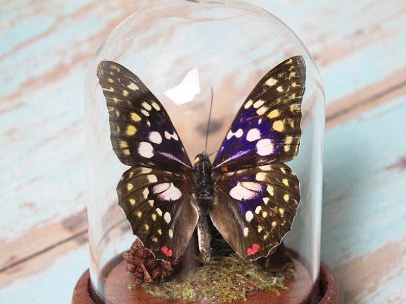 Newman Art Designs - Wholesale Decorative Tabletop Object - Japanese emperor butterfly in a dome2
