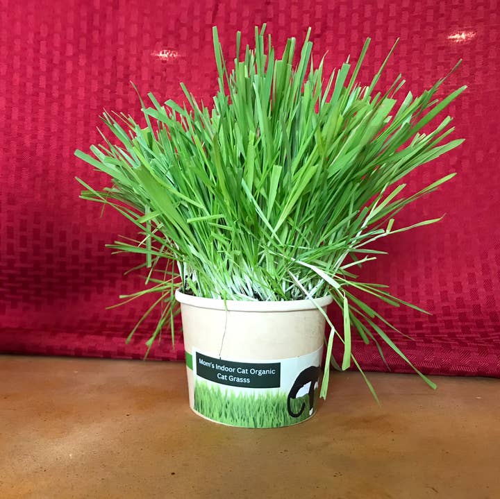 Compostable Cat Grass Cup for wholesale by Mom’s Indoor Cat