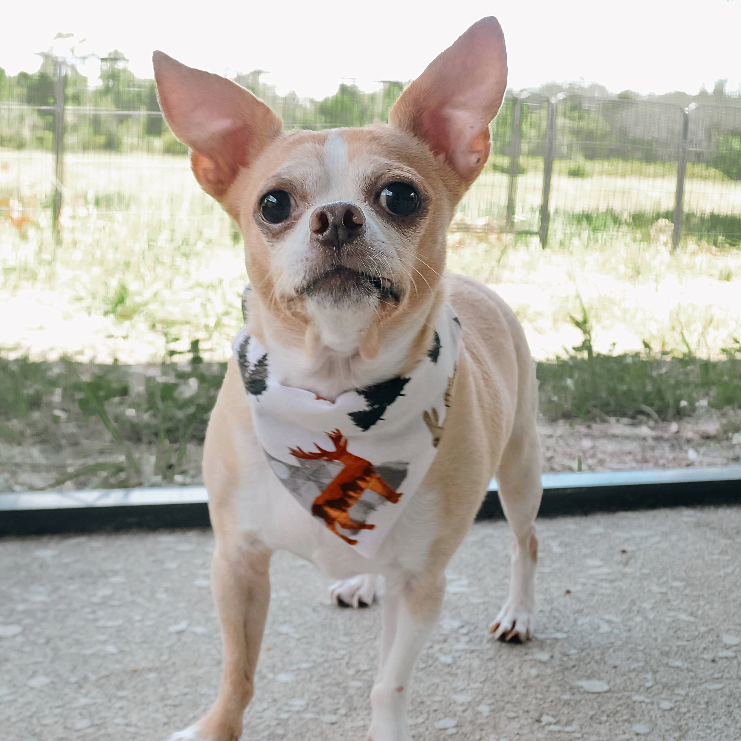 Spoiled Pet Accessories - Wholesale Pet Bandana - Dog - Wilderness Mountain Bandana1