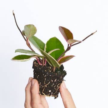 Hoya Flamant pour la vente par Miniplanta