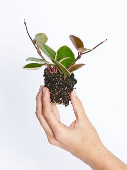 Hoya Flamingo för wholesale av Miniplanta