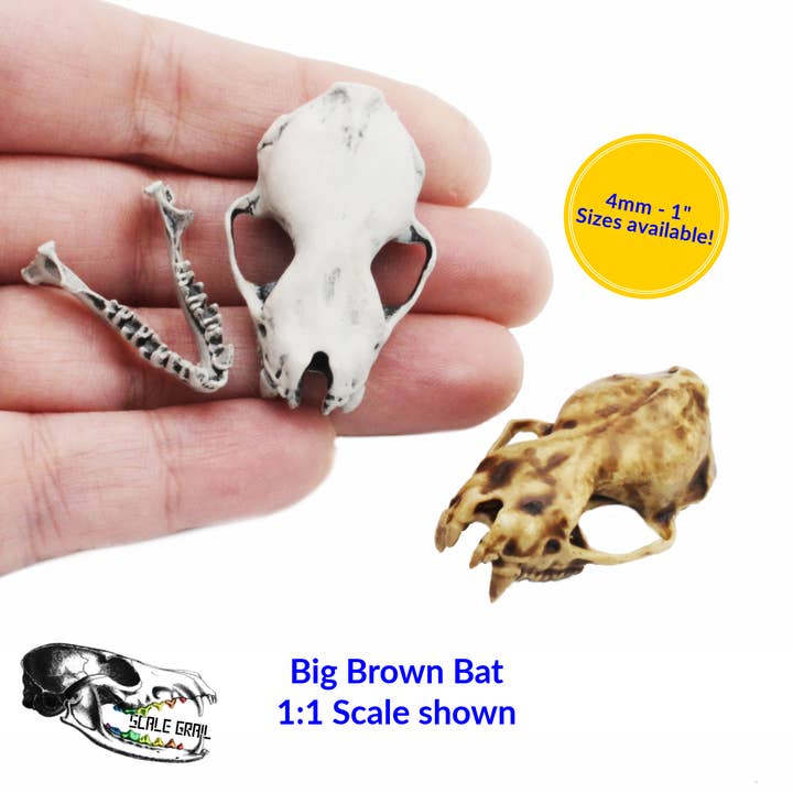 Big Brown Bat Skull - 4mm - 1:1 Scale animal miniature replica oddities by The Scale Grail for wholesale by The Scale Grail