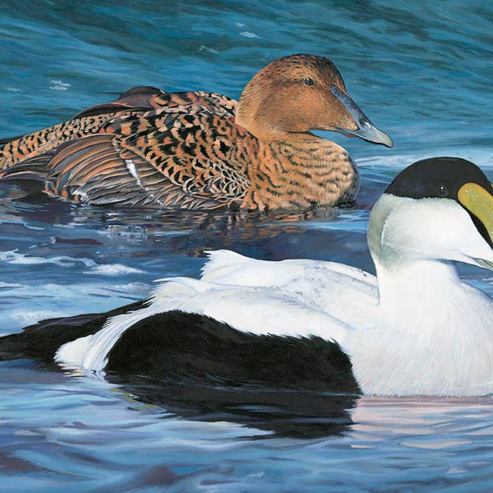 Rebekah Lowell Creative Studio - Wholesale Art Print - 2017 Maine Duck Stamp Print (Common Eiders)