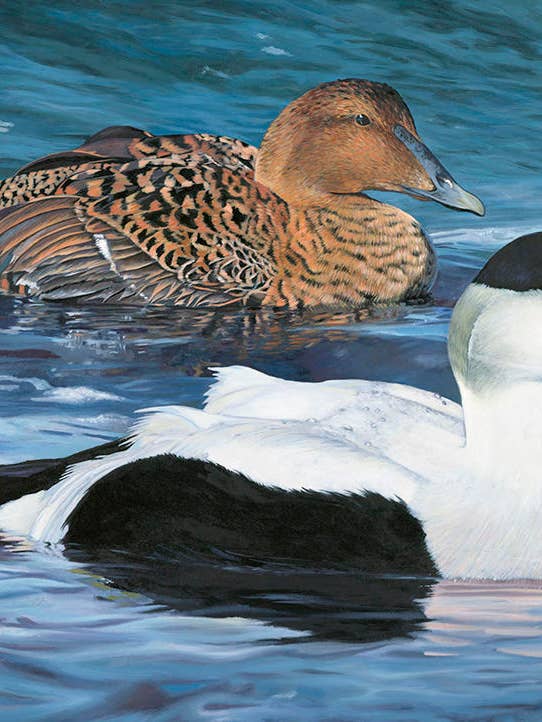 Estampado de pato de Maine 2017 (common eiders) para venta al por mayor de Rebekah Lowell Creative Studio