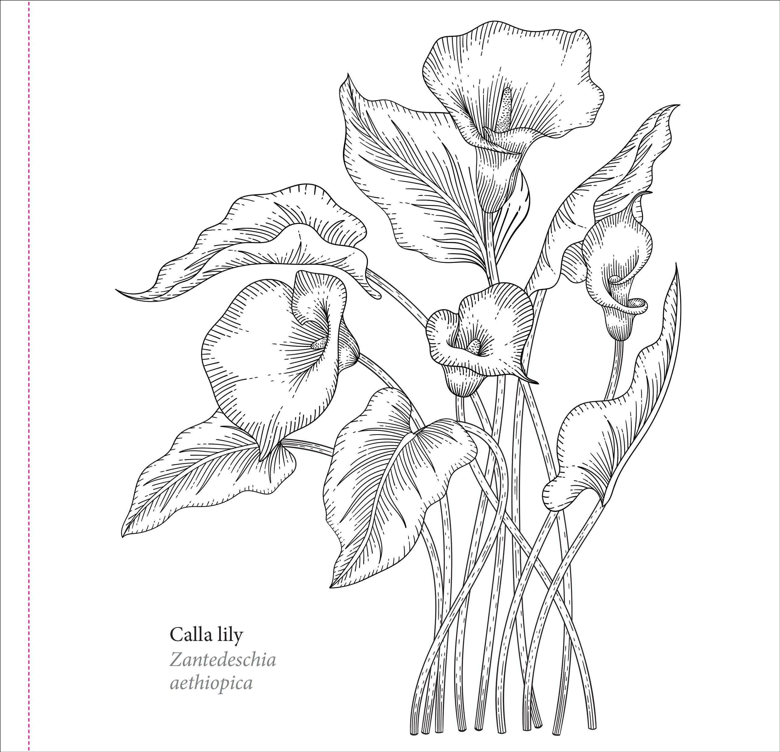 Peter Pauper Press - Wholesale Coloring & Activity Book - Adult - Spring Blooms Artist's Coloring Book4