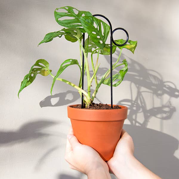 Black Set of 4 Mini Plant Stakes for wholesale on Faire2